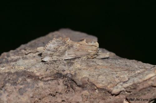 Museau - Pterostoma palpina 
