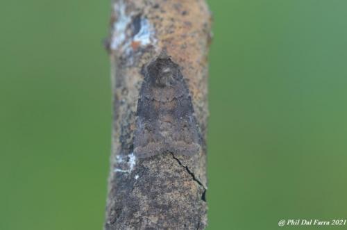 Ferruginée - Charanyca ferruginea 66_GF