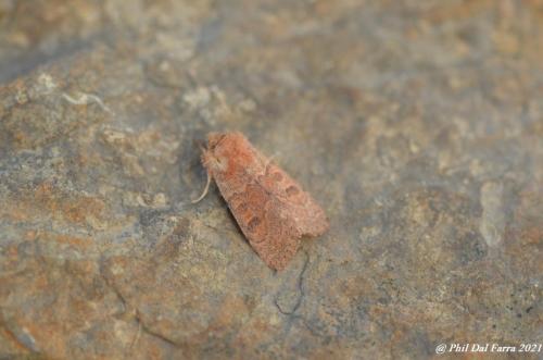 Téniocampe peinte - Orthosia miniosa 25_GF