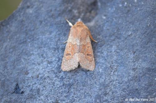 Téniocampe peinte - Orthosia miniosa 76_GF