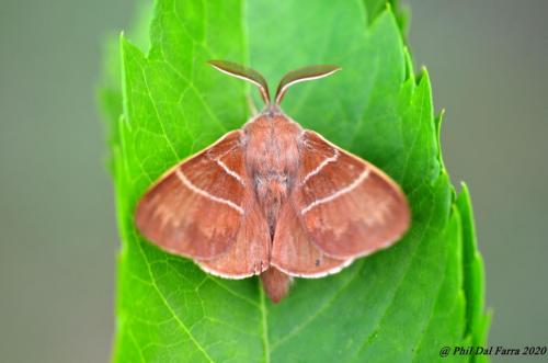 bombyx de la ronce - Macrothylacia rubi mâle